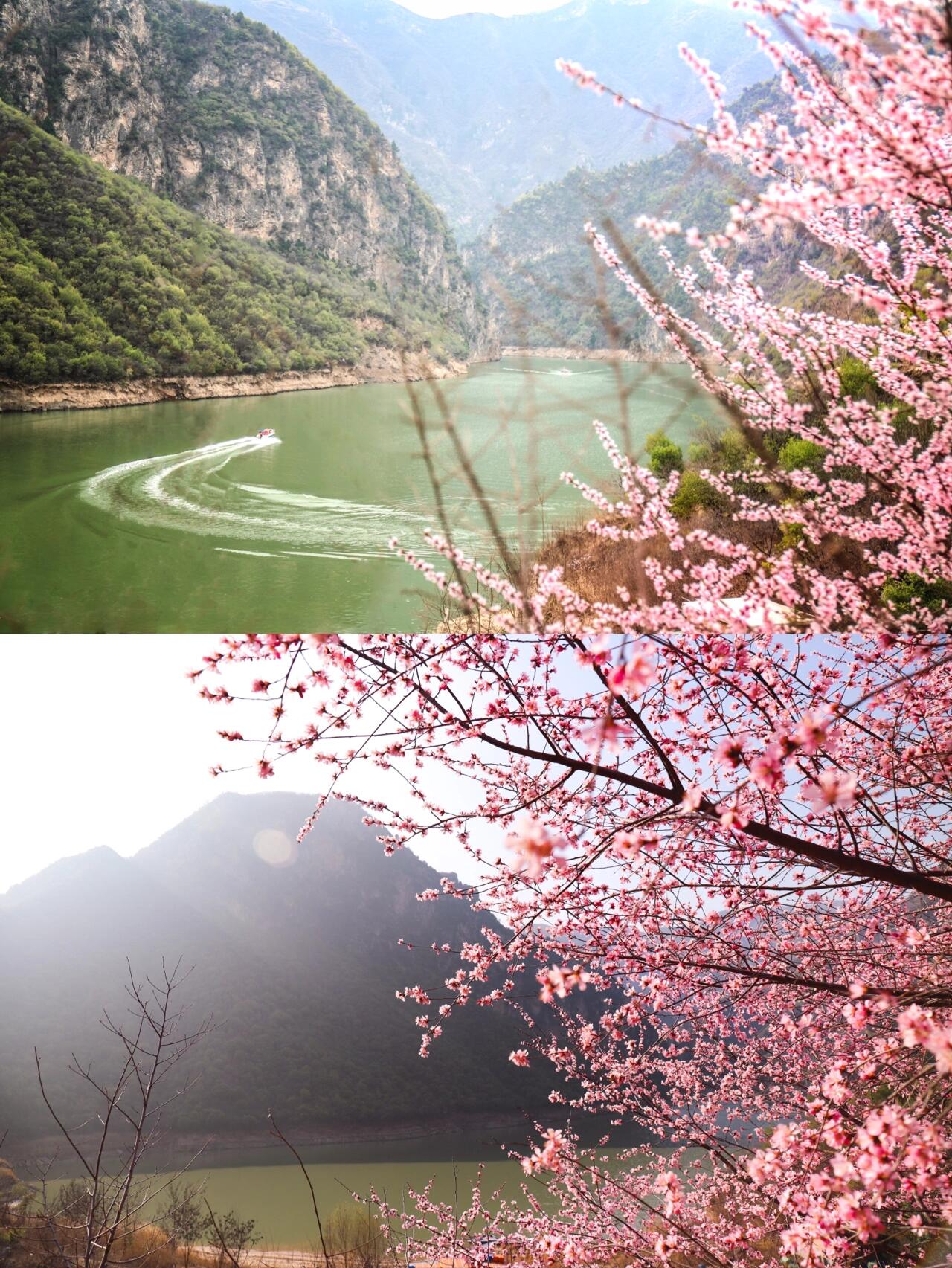 西安周边 | 8个最值得一去的桃花观赏点 11566 柳泉口村 99位置