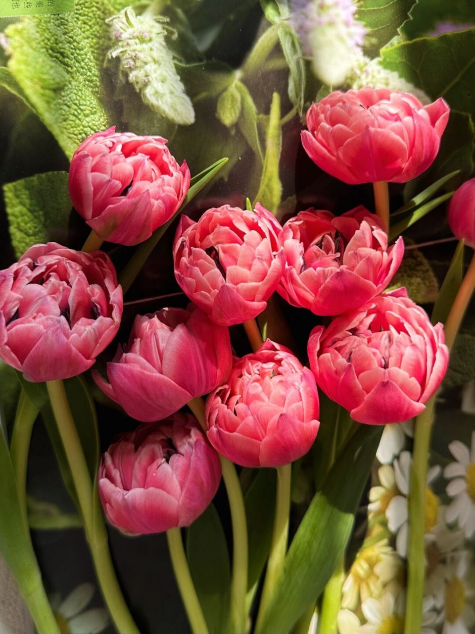这个重瓣郁金香会魔法吧,它会变色诶 最后两张是刚收到未开放的状态