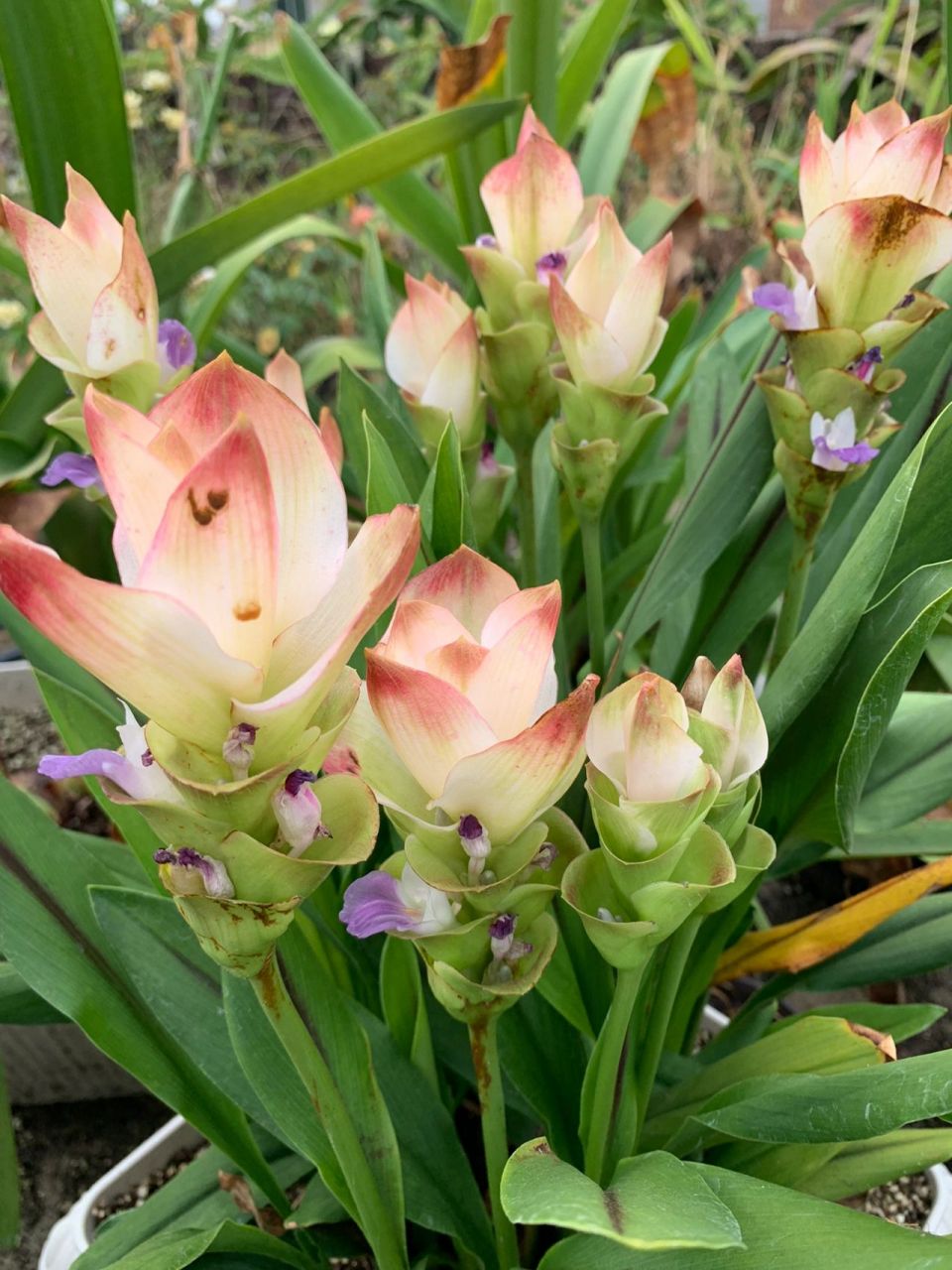 花期长耐热耐晒的姜荷花夏天必养(2021) 坐标厦门,北方花友仅供参考不