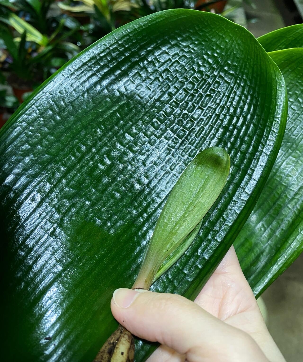 宽叶大座基君子兰 这是我家的主打品种