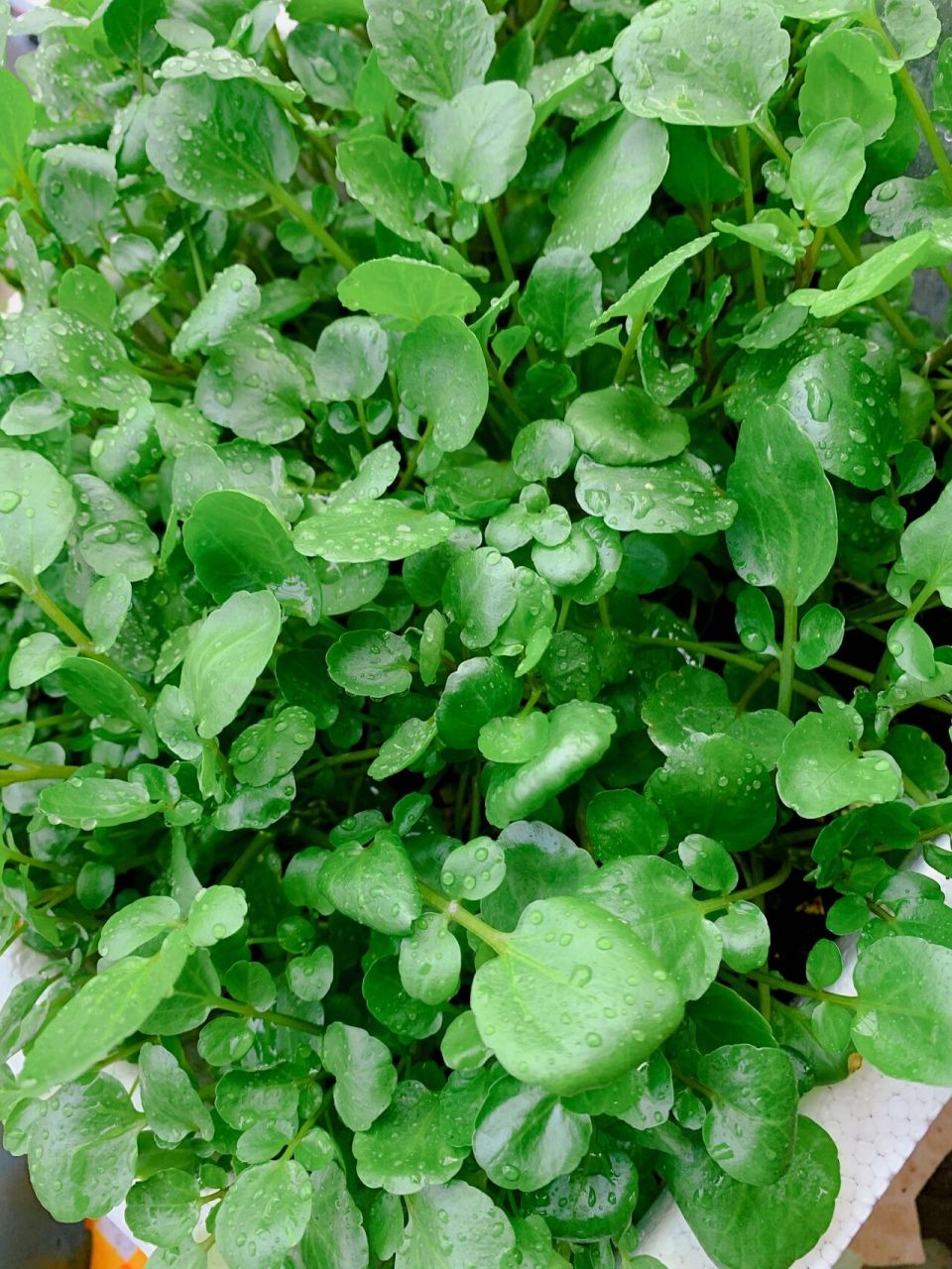 栽培快乐:豆瓣菜(籽播)我种出来啦90 农民朋友们,大家好 在阳台上种