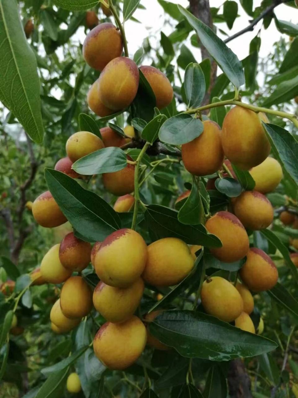 预售    沂蒙山野生大酸枣现在现发新鲜直达 生活在上大山的酸枣,这是