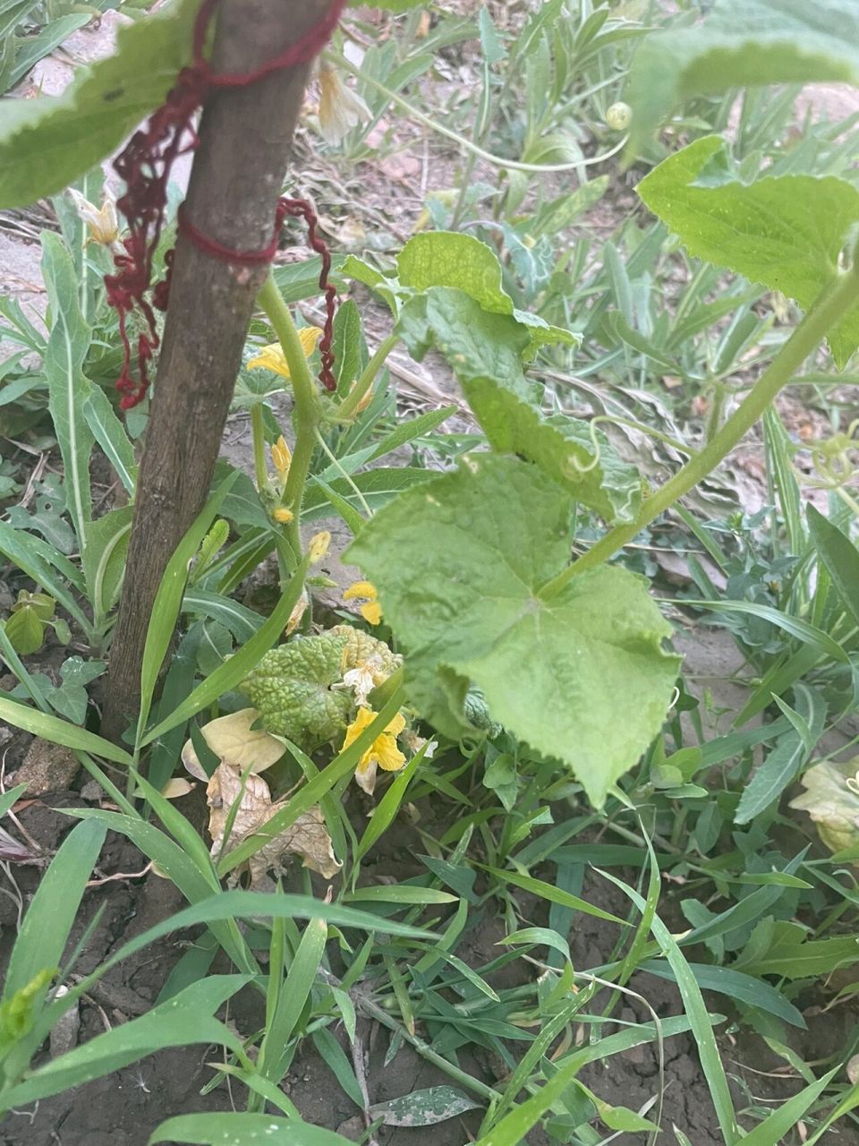 黄瓜秧秧要掐吗?