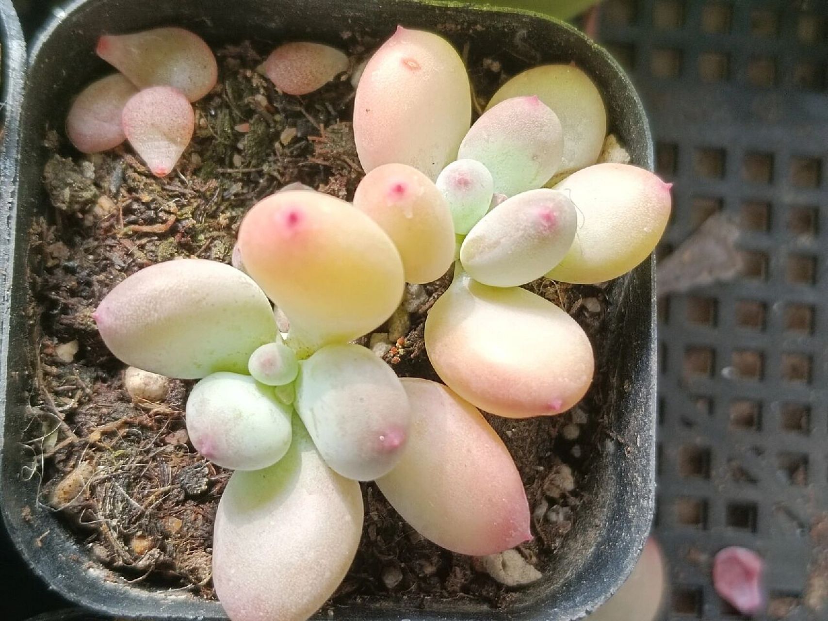 汤圆 是最近2-3年左右才出现的多肉新杂交品种,不过现在商家都将杂交