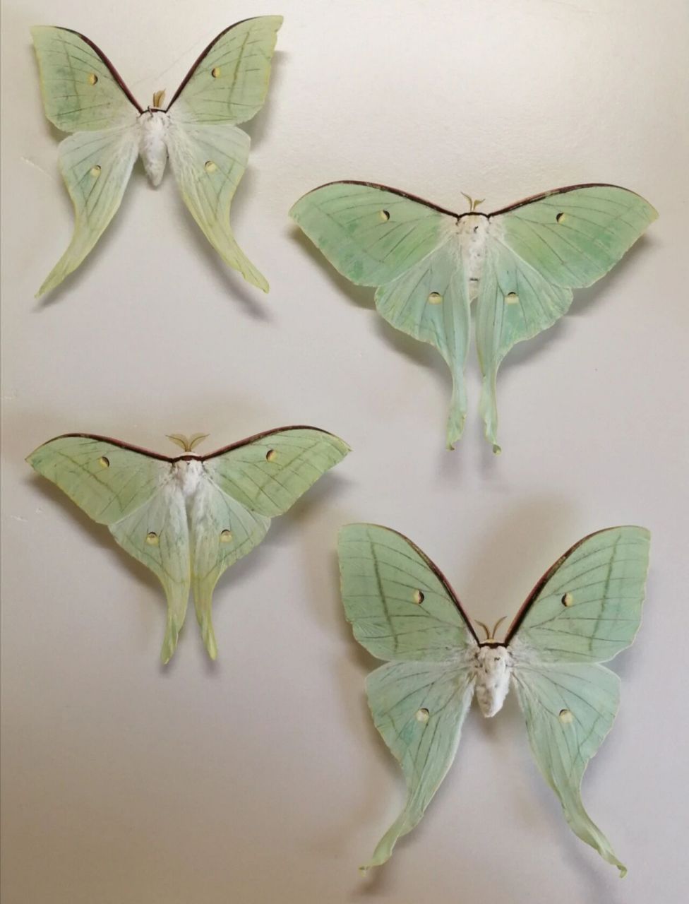 绿尾大蚕蛾——留下短暂的美好     第一次从幼虫养到成虫再到标本