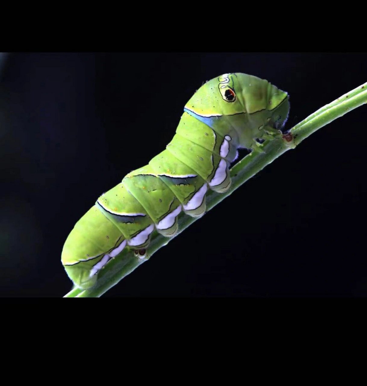 柑橘凤蝶幼虫造型太可爱了, 这是电视剧糖宝的原型吗?