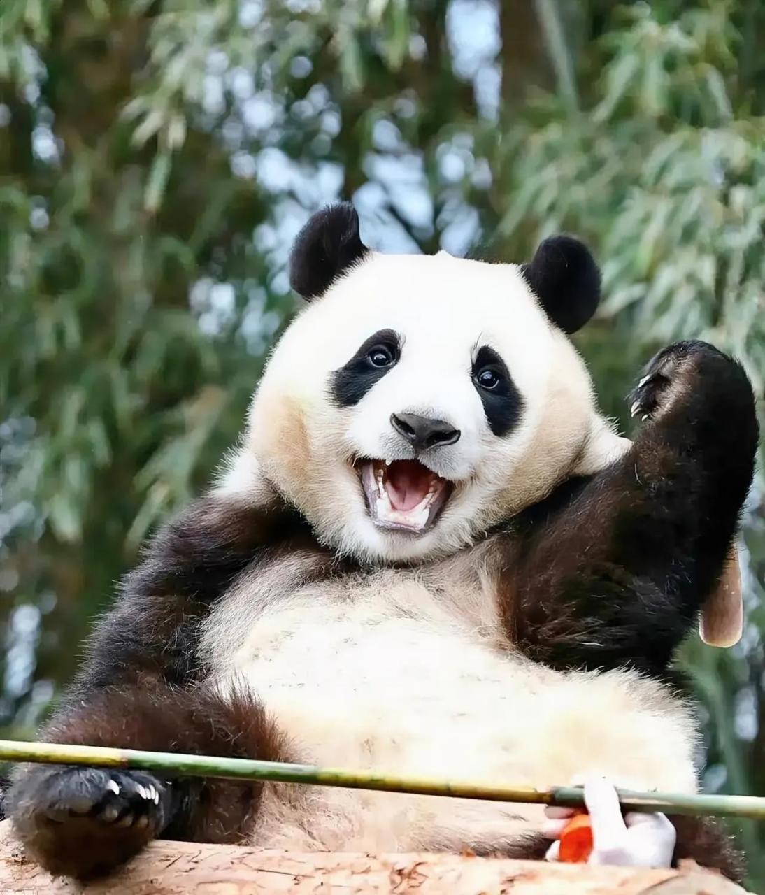 大熊猫福宝真是个小淘气,不好好跟宋爷爷学习文化,无师自通学会了翻墙