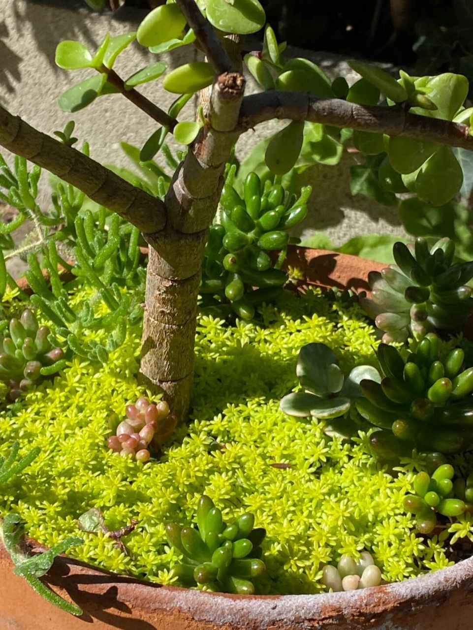 最好的护盆草(黄金万年草) 黄金万年草又叫黄金草,属于多肉植物的一种