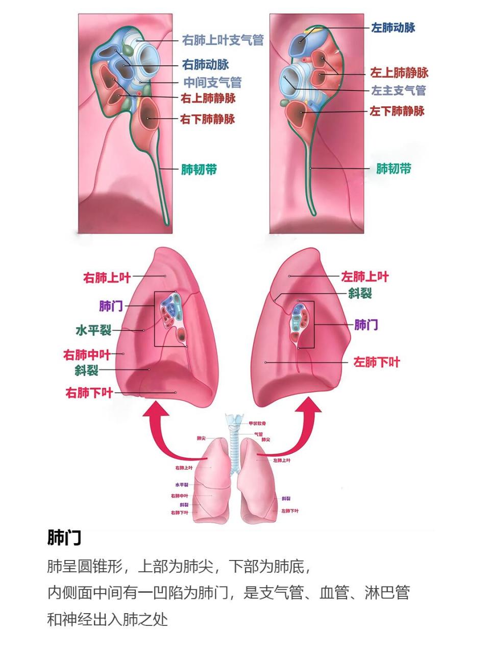 自循环通气系统图片