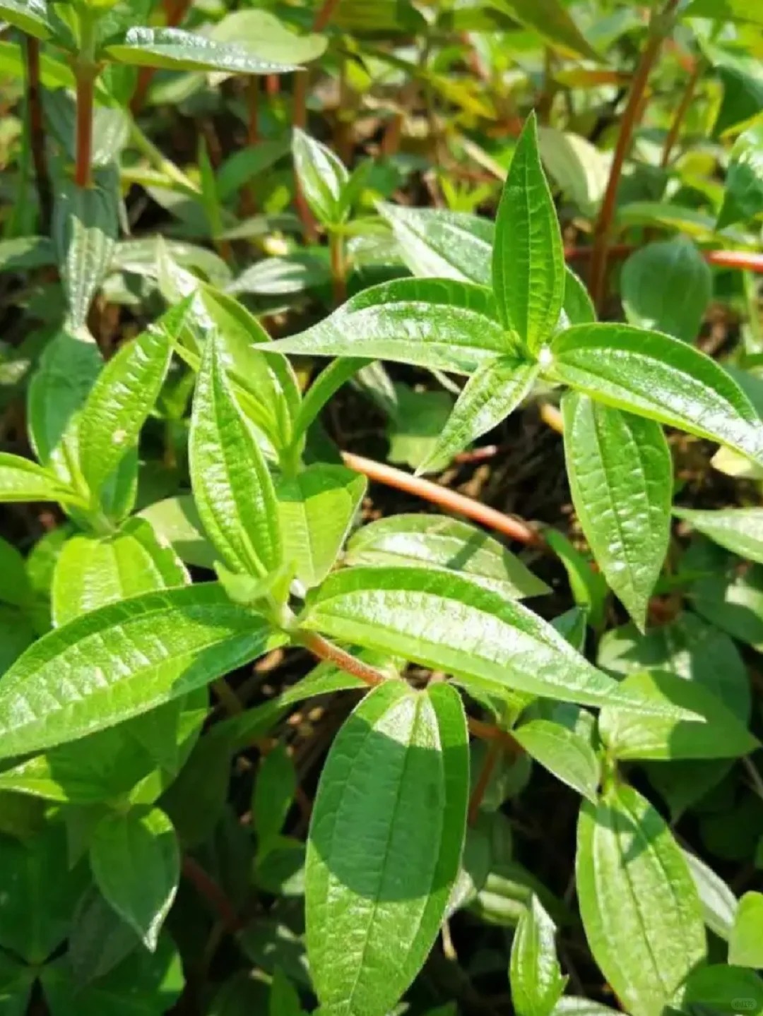糯米草图片 糯米草,又称为糯米藤,糯米条等,是荨麻科植物糯米团的带根