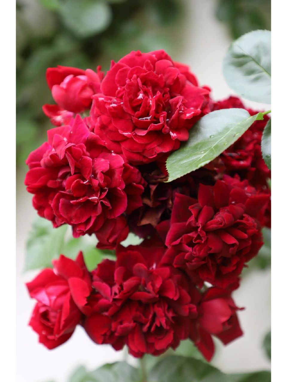 复古红色藤本月季海格瑞雨后谢幕 残花背面还是有一点玫红色的但是不