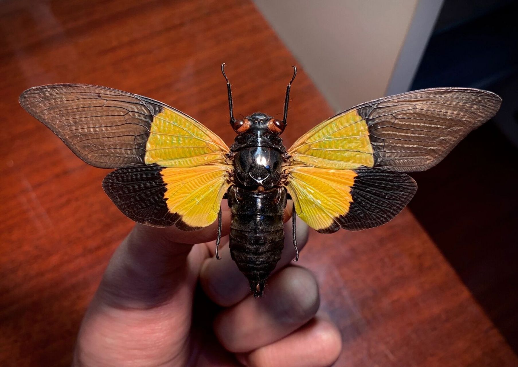 标本分享～ 西比拉黑缘绿蝉,产于马来西亚,有两种色型,明亮的大色斑