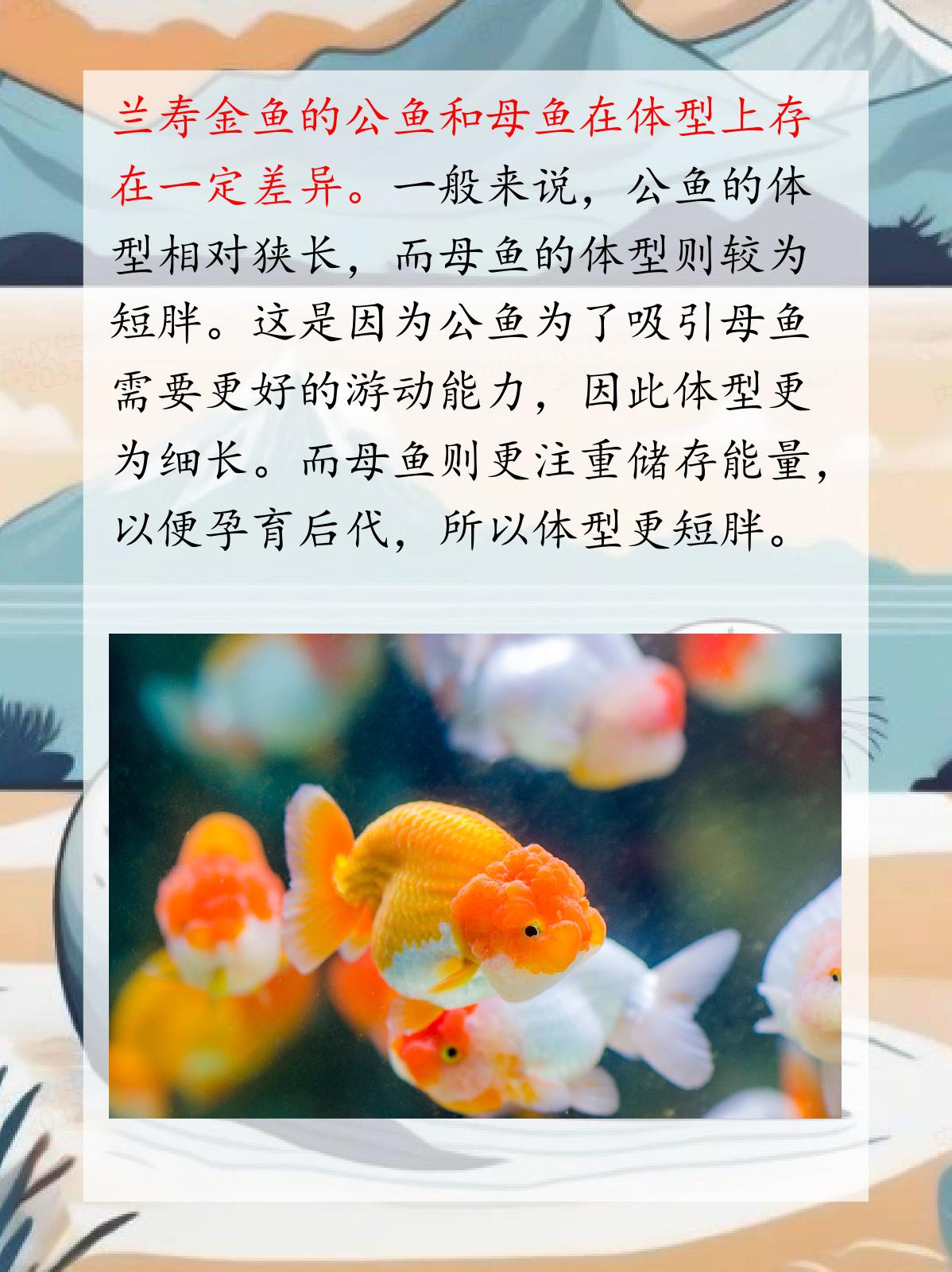 金鱼怎么分辨公母?图片