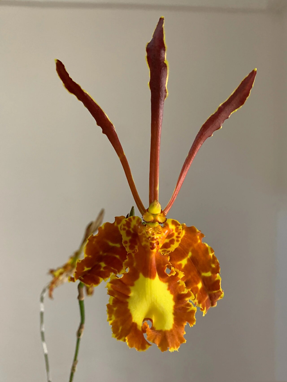 蛾型文心/蝴蝶文心/魔鬼文心兰,拟蝶唇兰属(psychopsis)世界上仅有5大