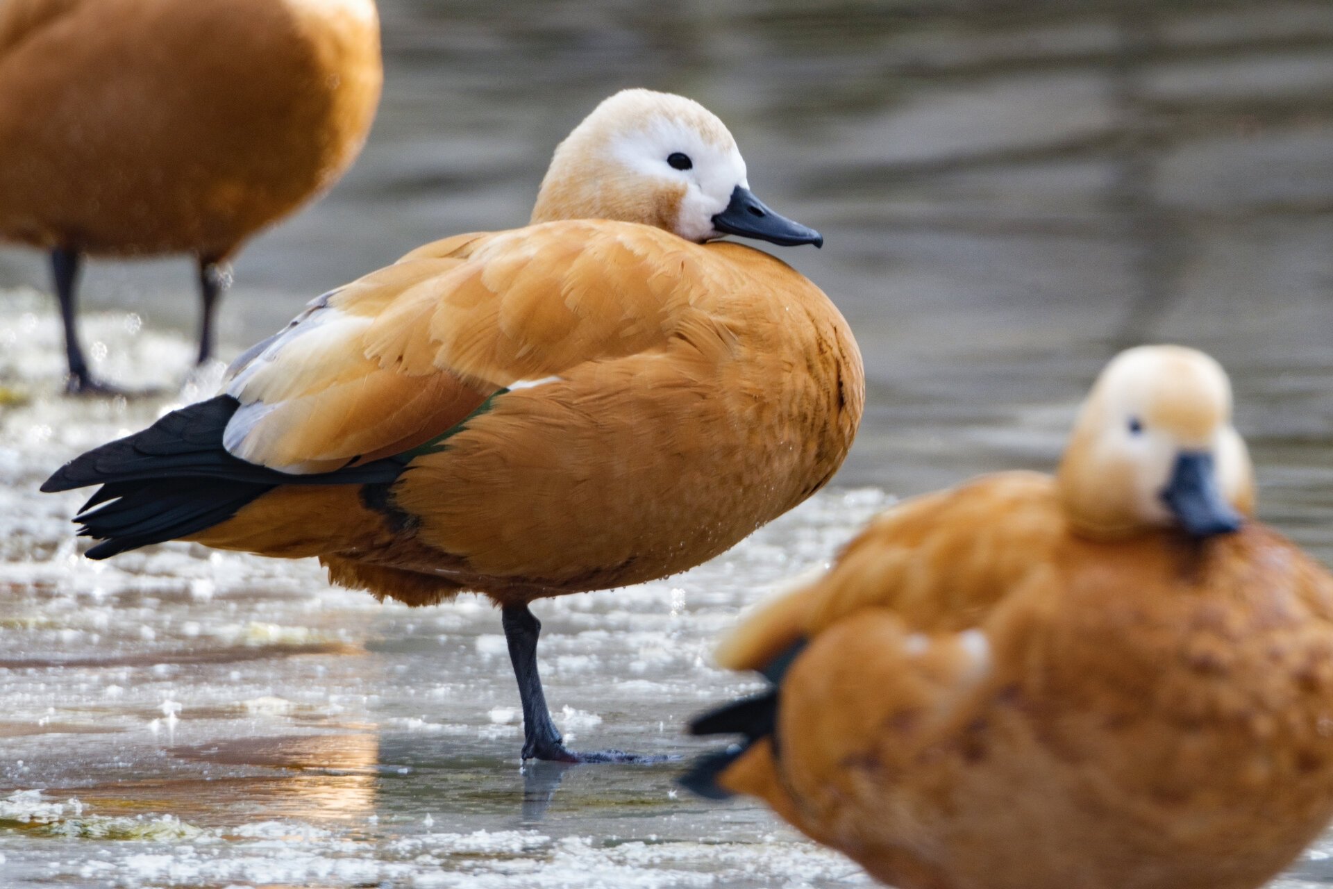赤麻鸭鸭 赤麻鸭(学名:tadorna ferruginea)体型较大,体长51-68厘米