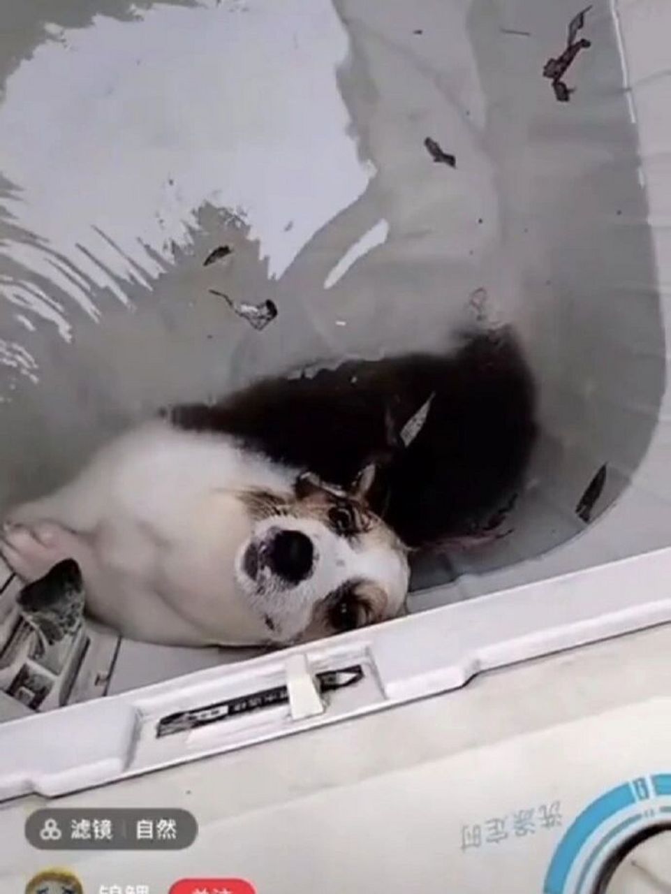 为河南商丘洗衣机虐待柯基发声6015 #河南商丘学院虐狗# 为什么会