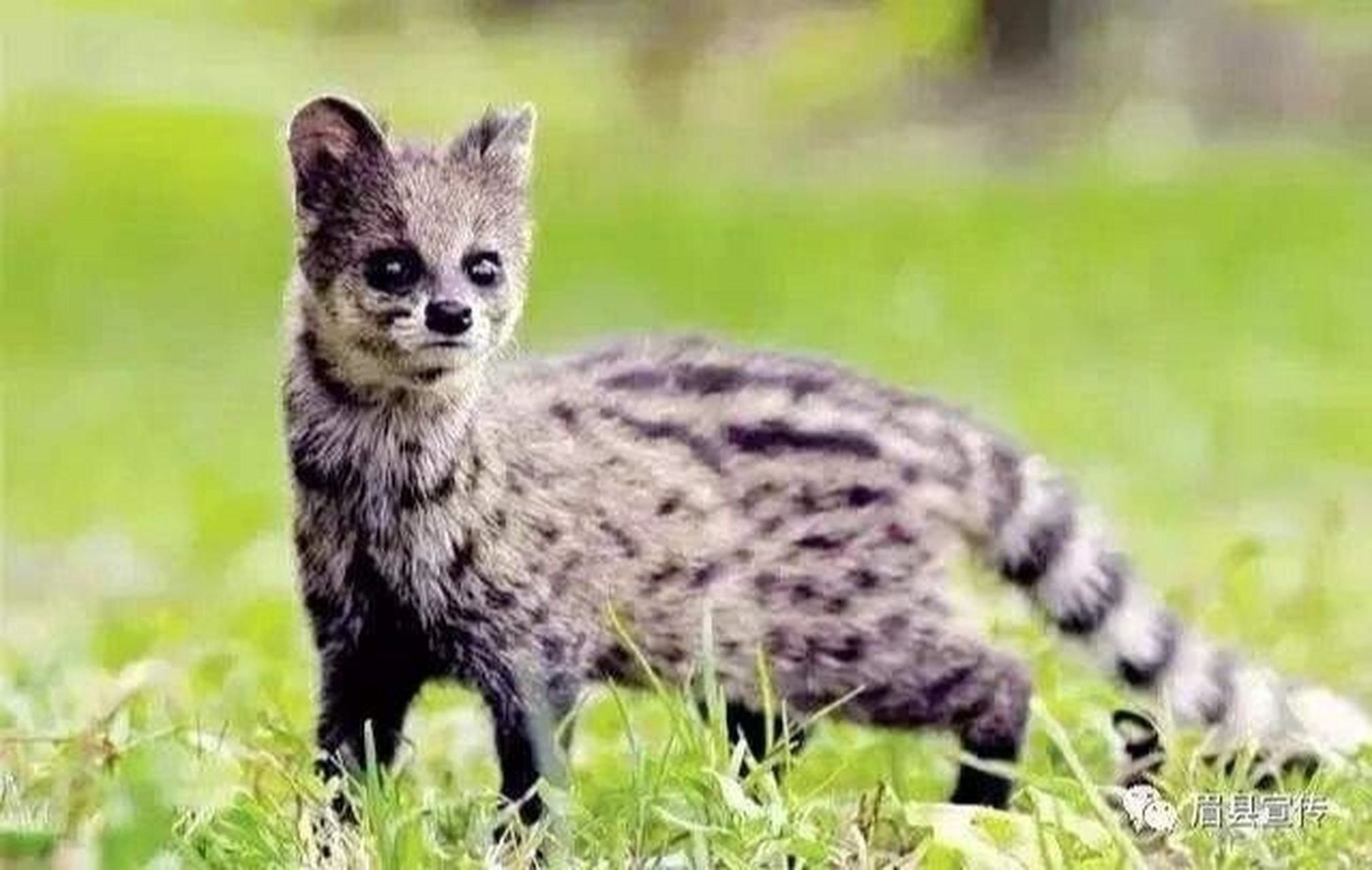 级一级重点保护野生动物——大灵猫 大灵猫俗名麝香猫,九江狸,九节狸