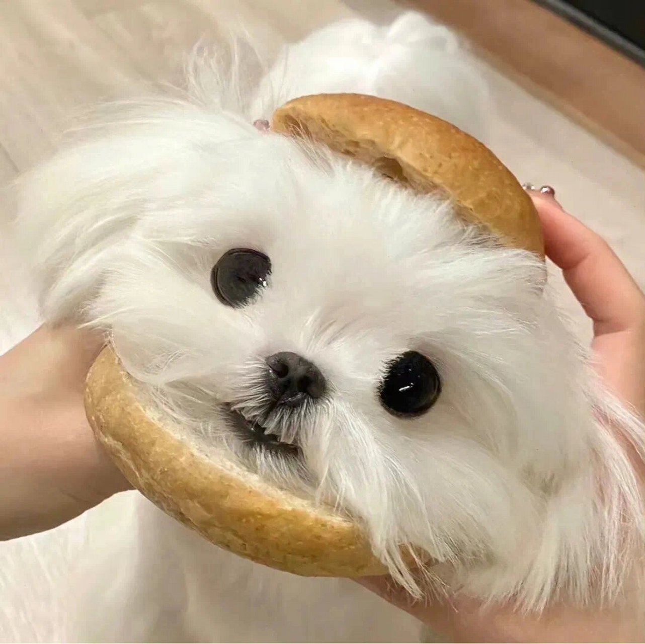 小狗头像|犬系萌宠95动物头像(一)