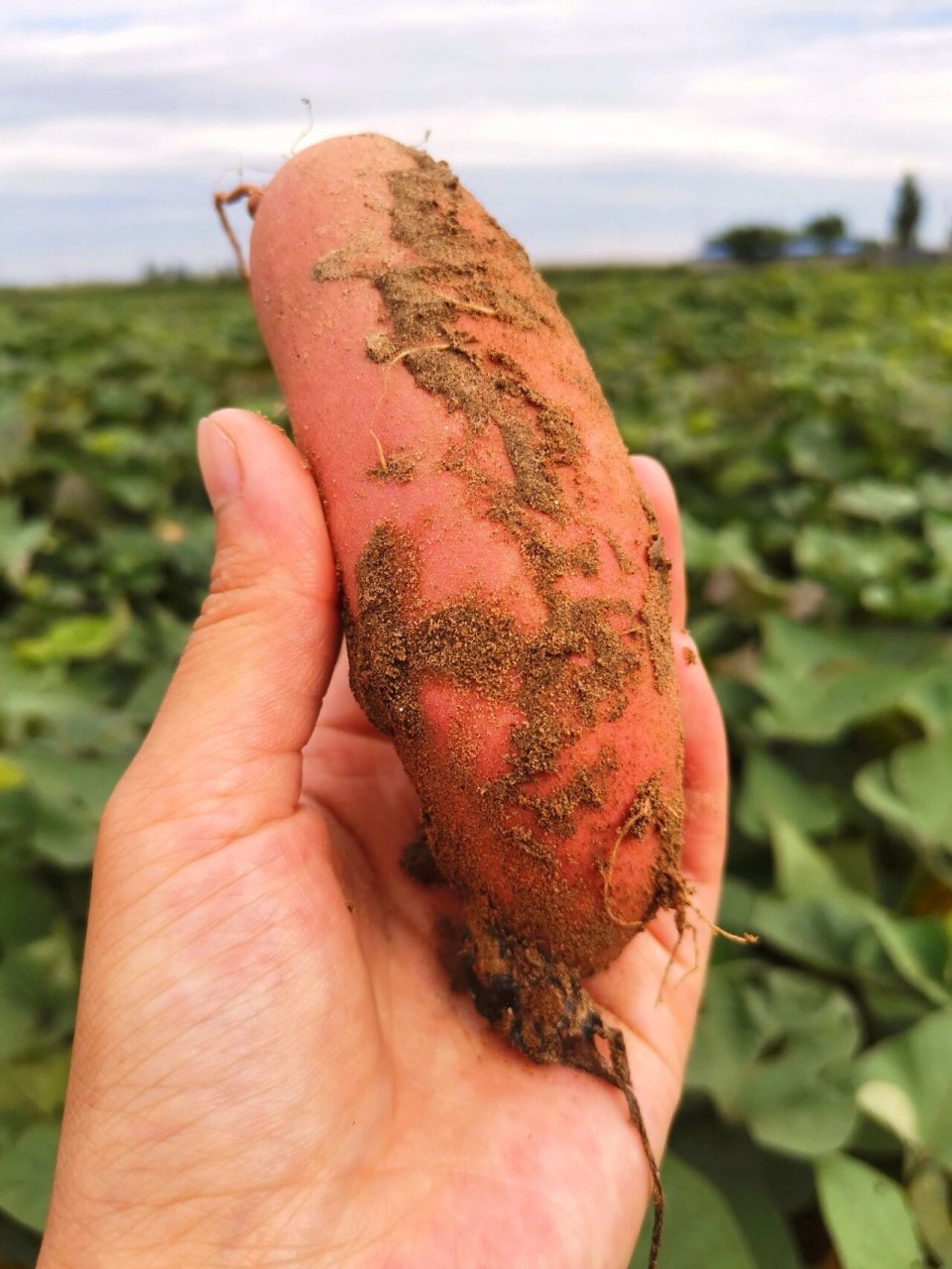 软糯香甜的龙九薯成熟啦,纤维极少黄瓤番薯 地里的红薯成熟啦,软糯