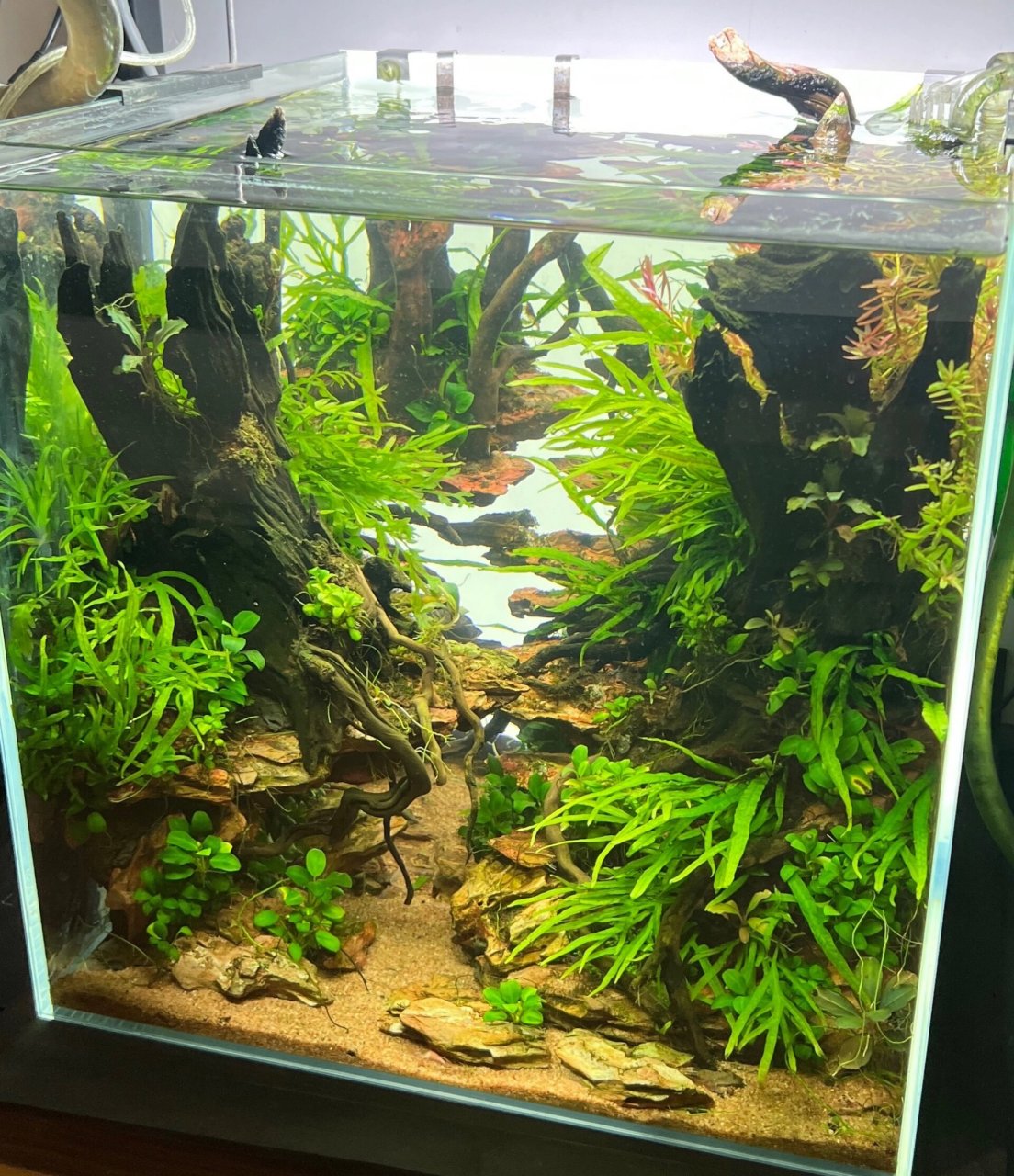 9797水草缸造景|40方缸造景分享16615则 p1是上一个去年做好