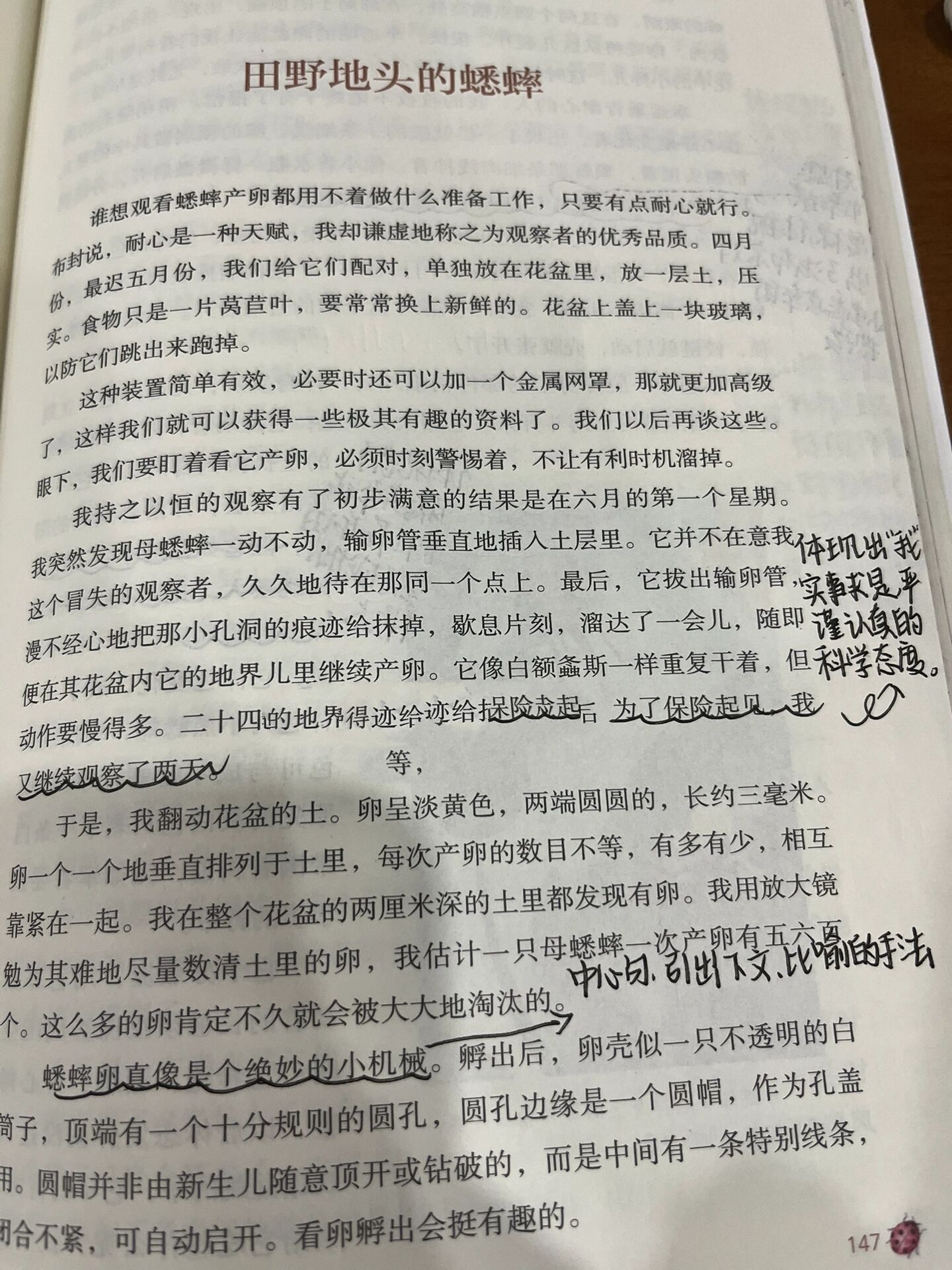 田野地头的蟋蟀