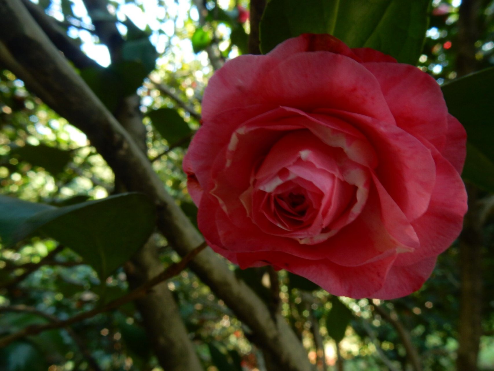 红露珍 茶花品种~红露珍 茶花红露珍原产于江浙,花开大红色,大型花