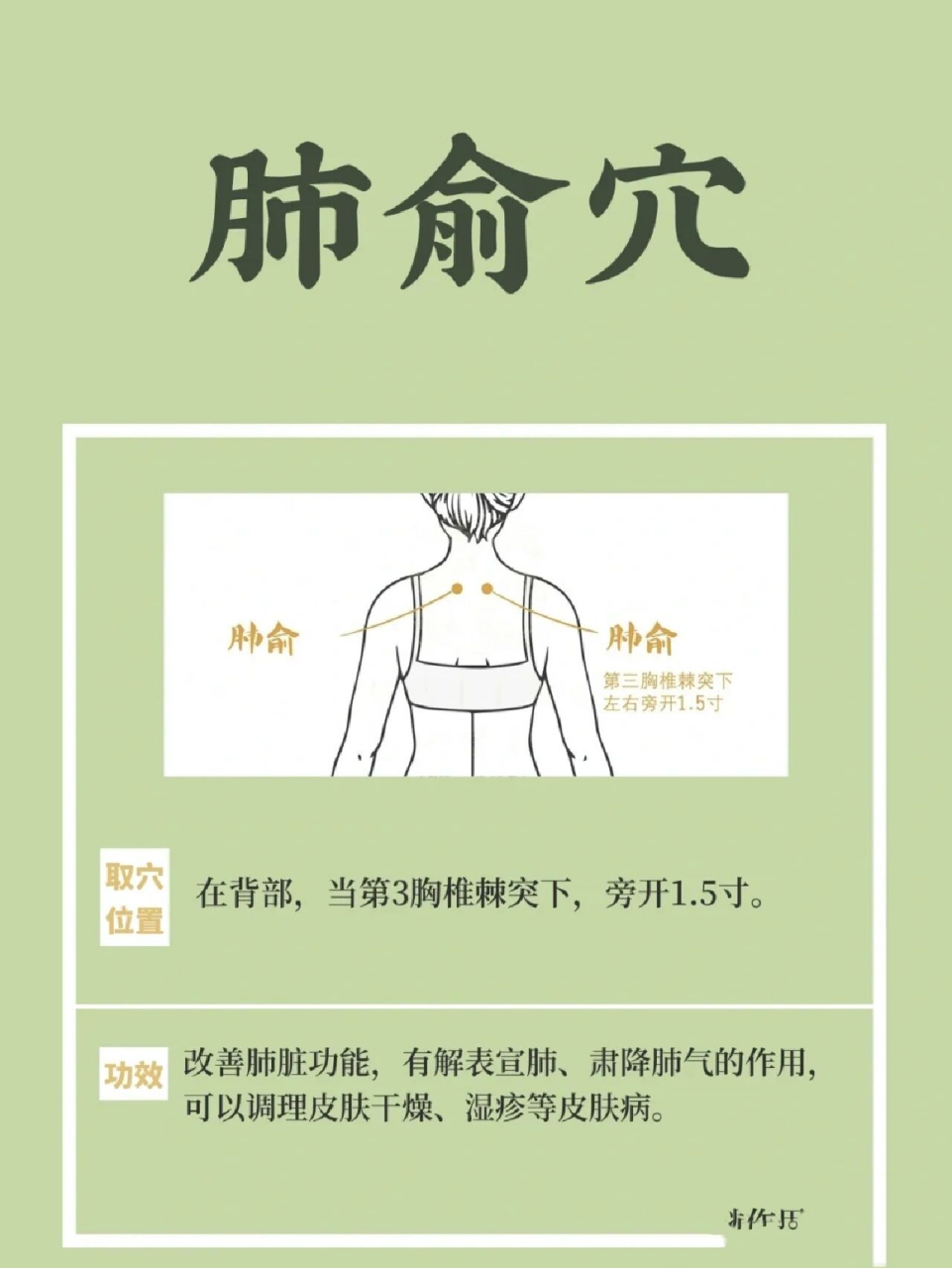 肺俞保养肺脏的要穴,宣肺平喘 肺俞穴	保养肺脏的要穴,宣肺平喘 "肺"