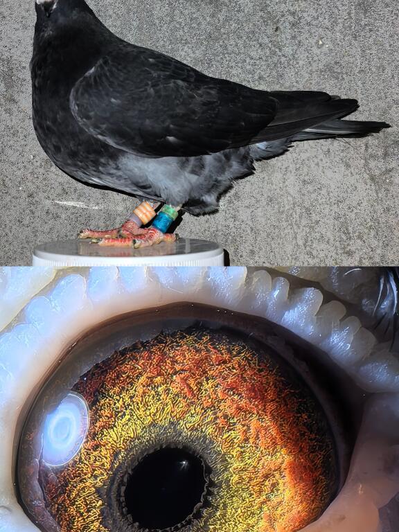 枭鹰系国血超远程赛鸽