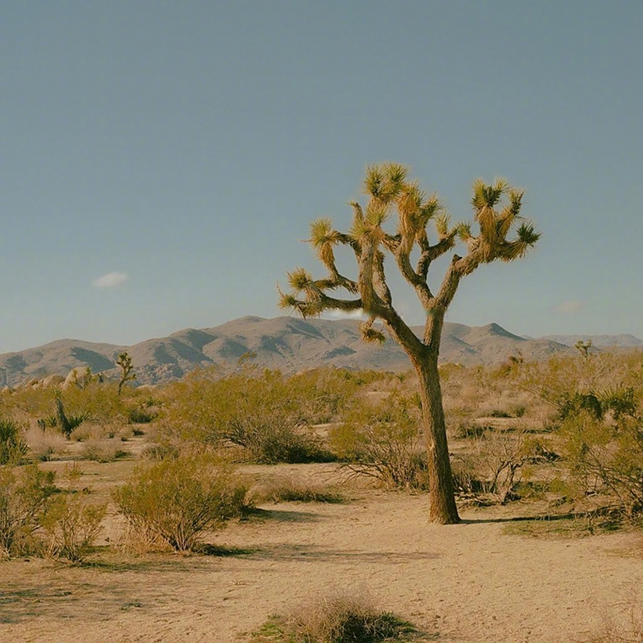 欢迎来到约书亚树国家公园#不止旅行# #旅行摄影#   (via.ins.
