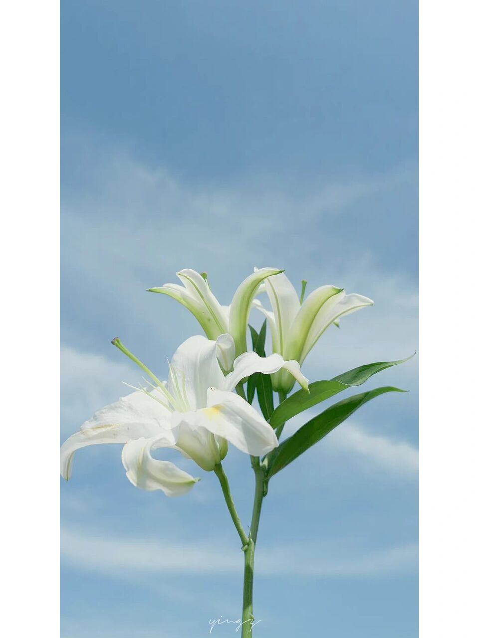 百合花壁纸分享～ 有一种花叫百合花,它的花语是:百事合意.