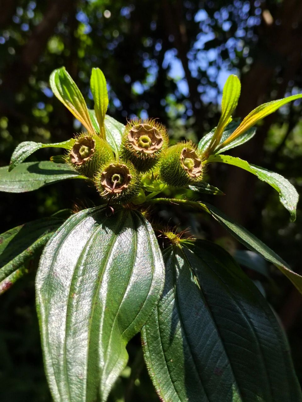 毛菍又称毛稔 又称毛稔,开口枣,甜娘,大红英等,野牡丹科野牡丹属,我国