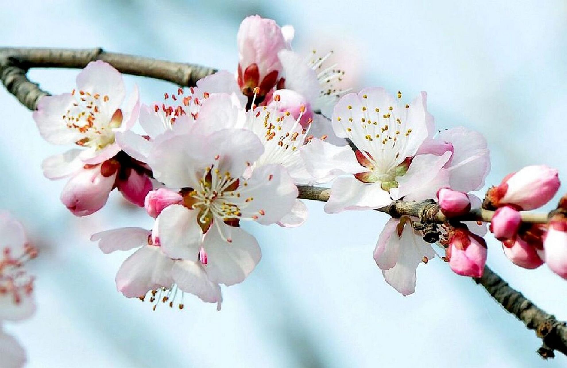 我的植物朋友——桃花 春天来了,到处都充满了勃勃生机.