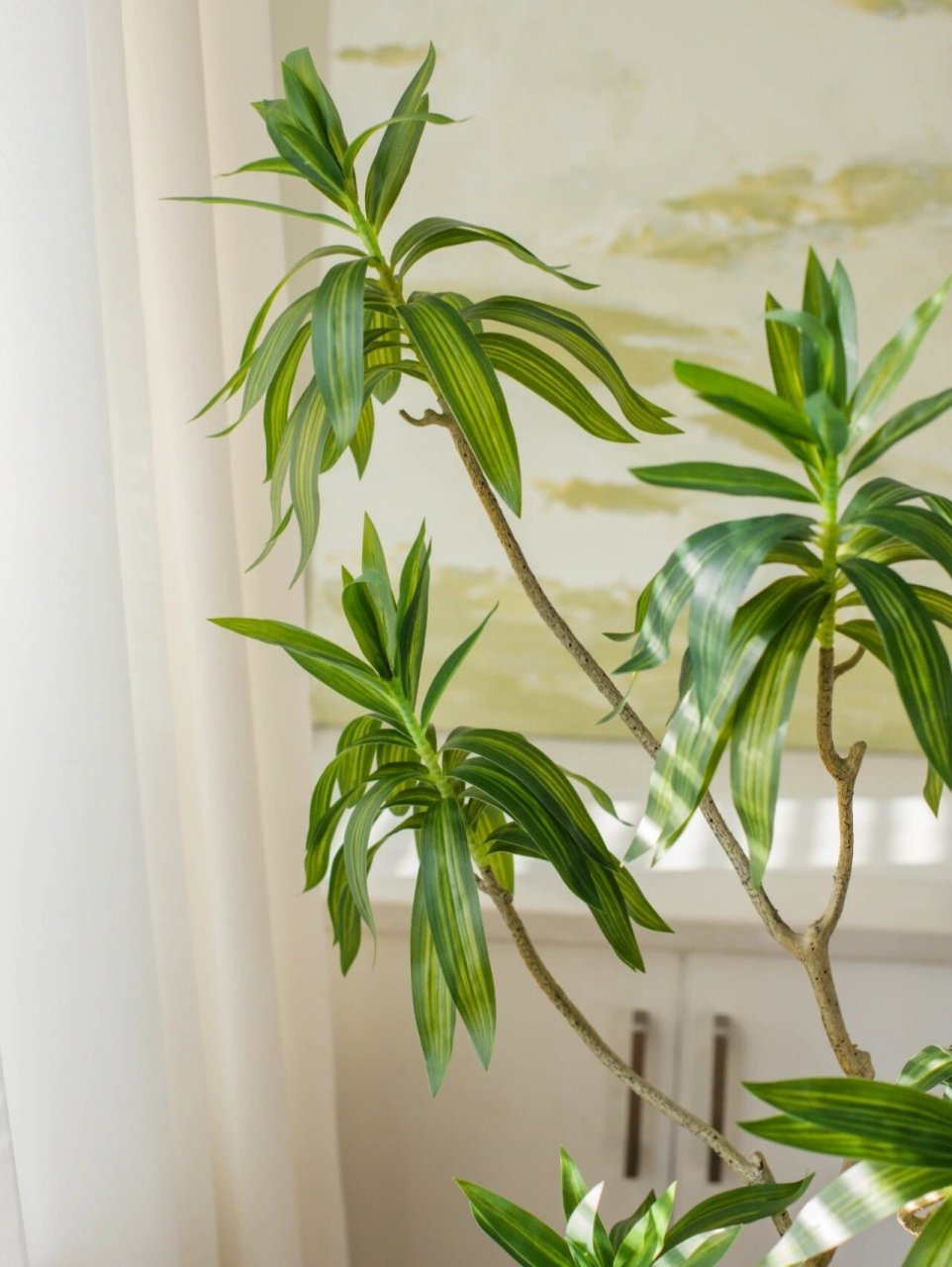 盆栽百合竹 | 家里的一抹春意 春日几许 慢调生活 · na家花房 #ins风