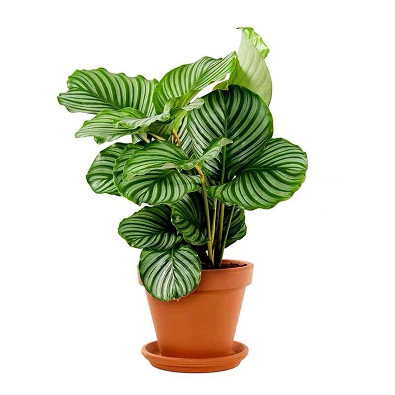 青苹果竹芋养护介绍 「植物名称」青苹果竹芋 「生长习性」 青苹果