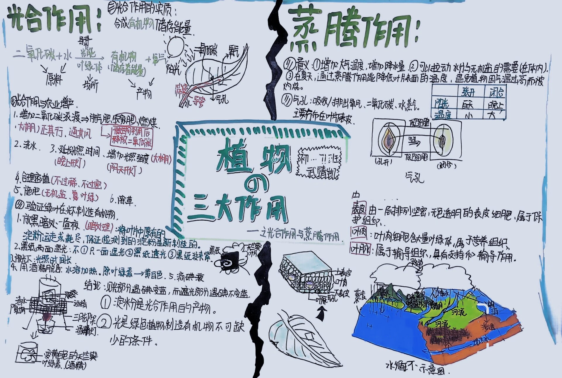 生物七年级上册光合作用和蒸腾作用思维导图