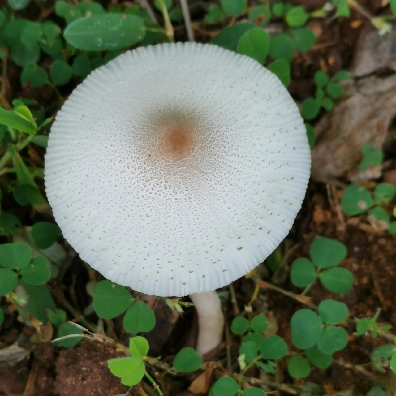 看到一朵白蘑菇,长的好可爱