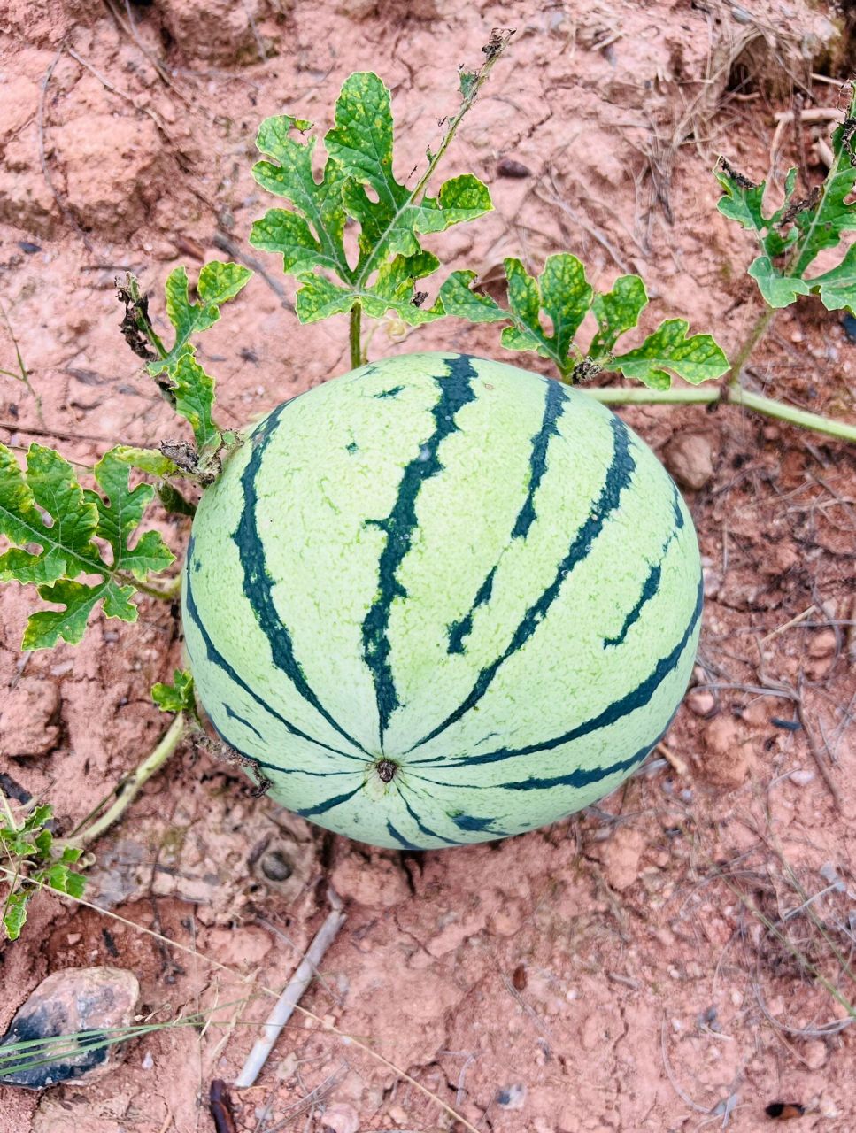 南瓜西瓜冬瓜 为什么没有北瓜?