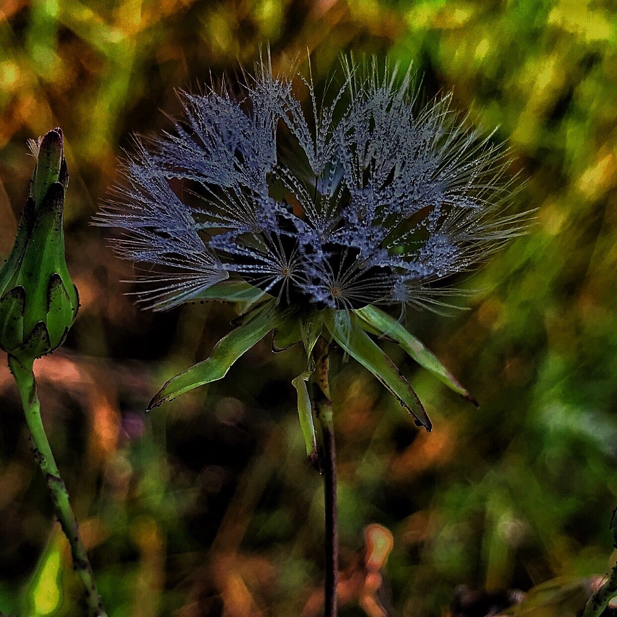 翅果菊 翅果菊也叫山莴苣,是一种野生草本植物,主要生长在中国的江西
