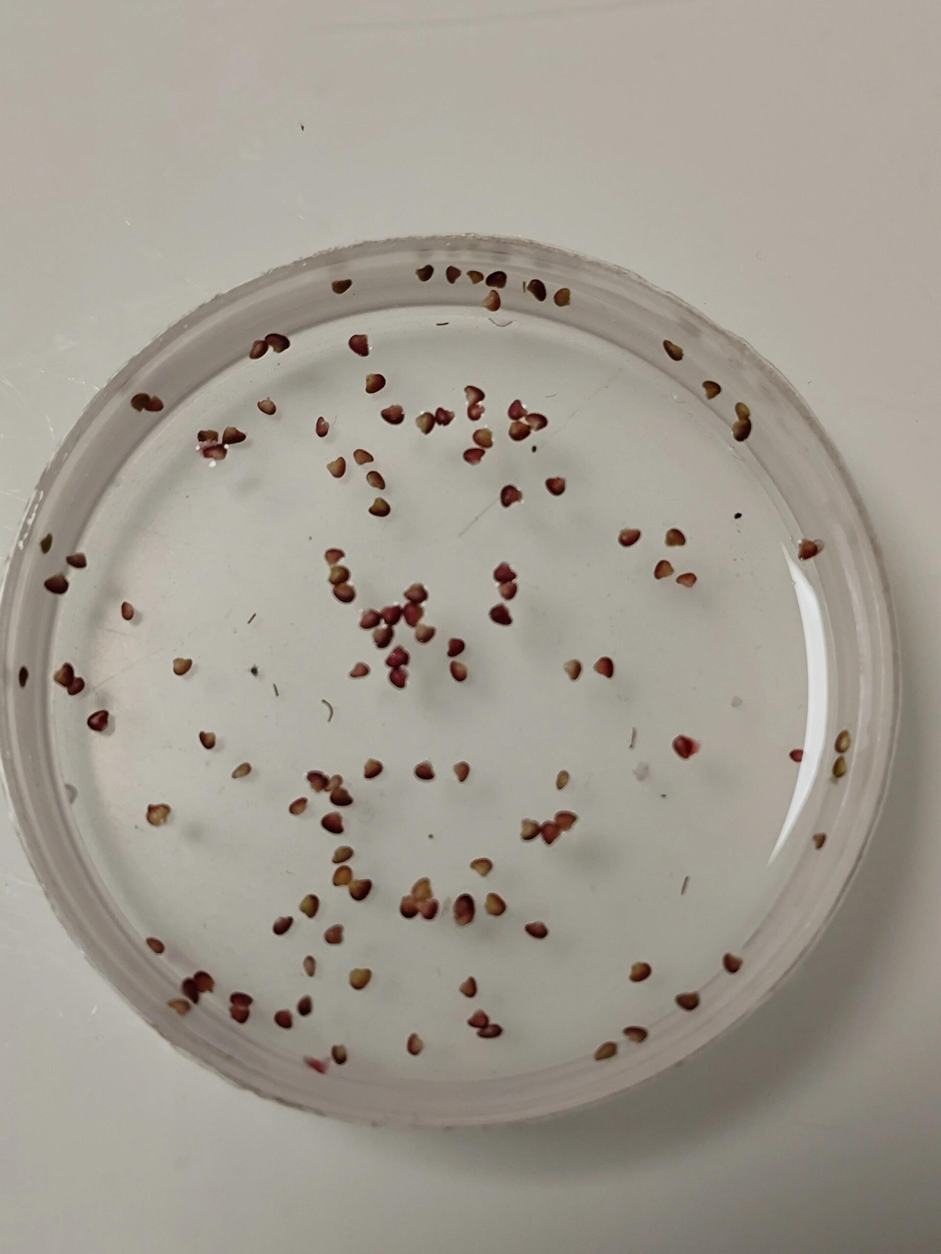 籽播草莓 催芽记录🍓