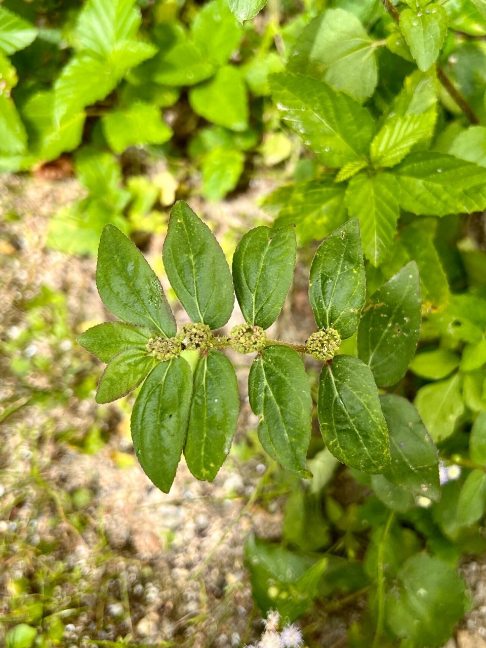 55: 飞扬草 #户外植物# 飞扬草,中药名,一年生草本 为大戟科植物飞扬