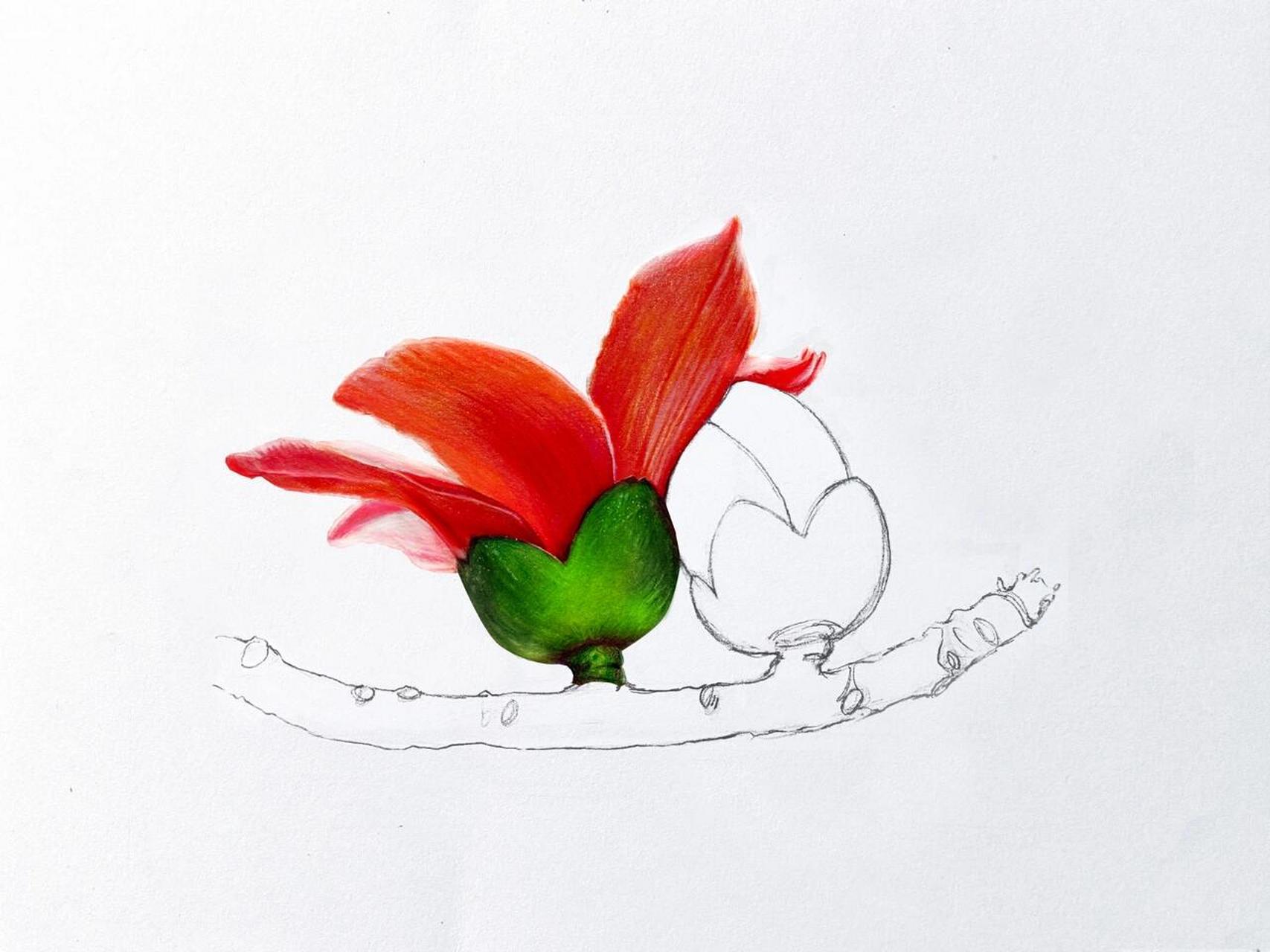 【彩铅画】木棉花 (内附步骤图) 十丈珊瑚是木棉,花开红比朝霞鲜.