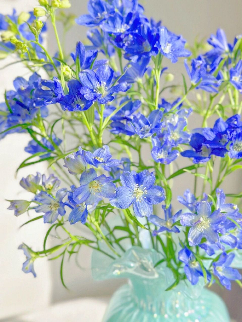 163(轻盈) 每日一花 小飞燕 别名:千鸟草 学名:delphinium consolida