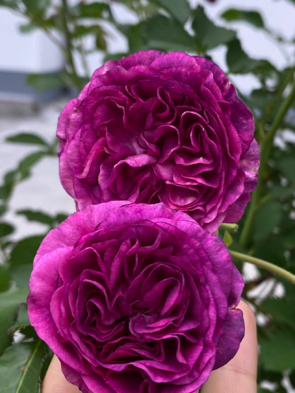 紫的深入我心的月季——紫龙  前面都是春天的,最后几个是现在夏天的