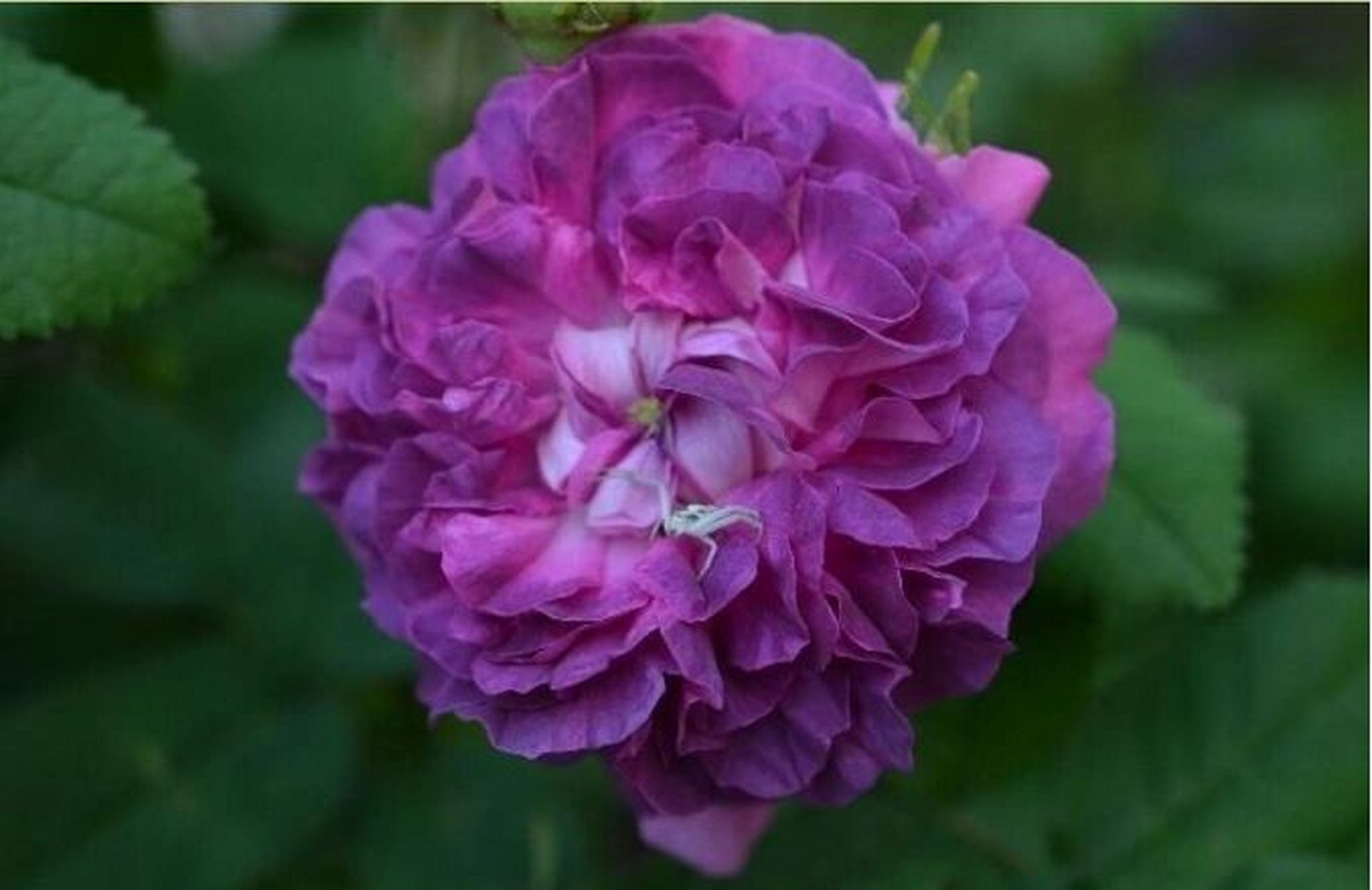 古典月季"美女克雷西" 培育信息:1836年前,蔷薇系衍生物 类别高度