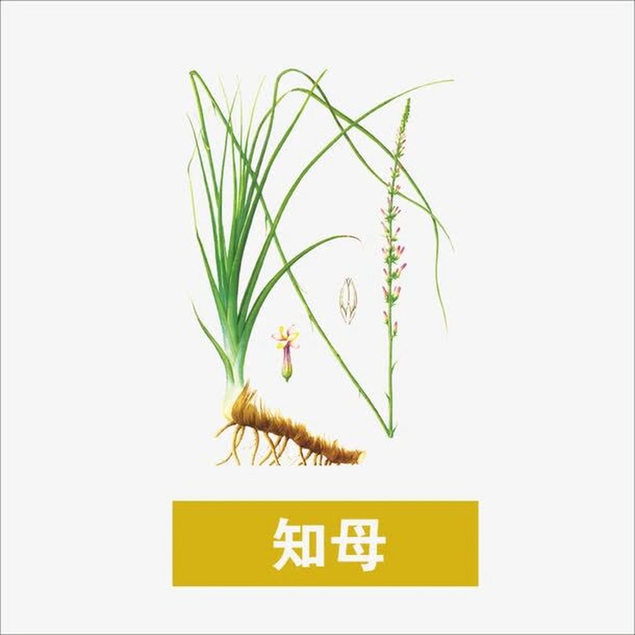 【中草药科普】《本草纲目》草部之"知母" 知母 味苦,性寒;泻肺火,滋