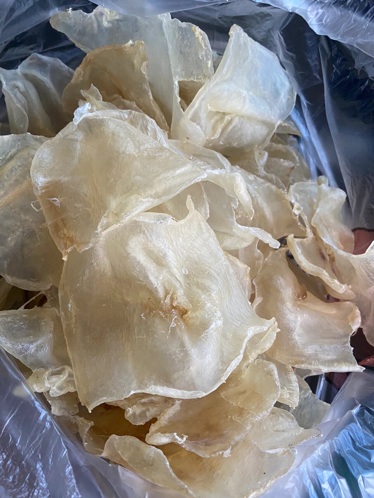 蝴蝶胶 蝴蝶鱼胶素称"花胶之冠",功效,口感一流,具有固本培元,补血