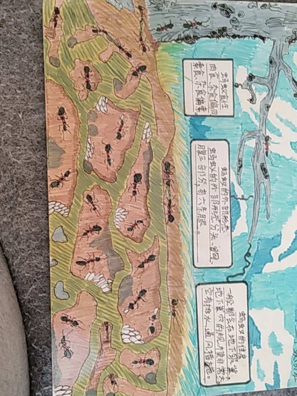 蚂蚁手抄报