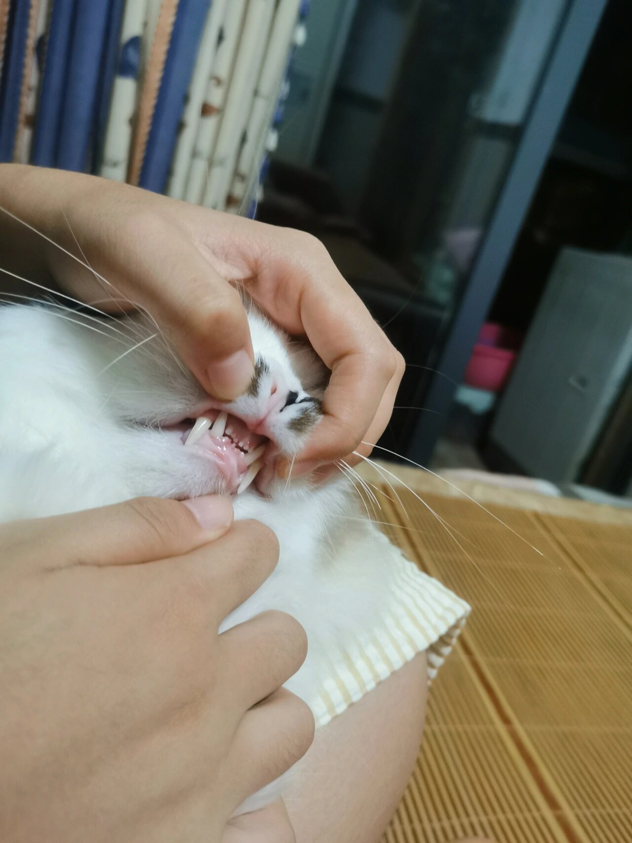 猫咪牙缝隙不整齐咋办