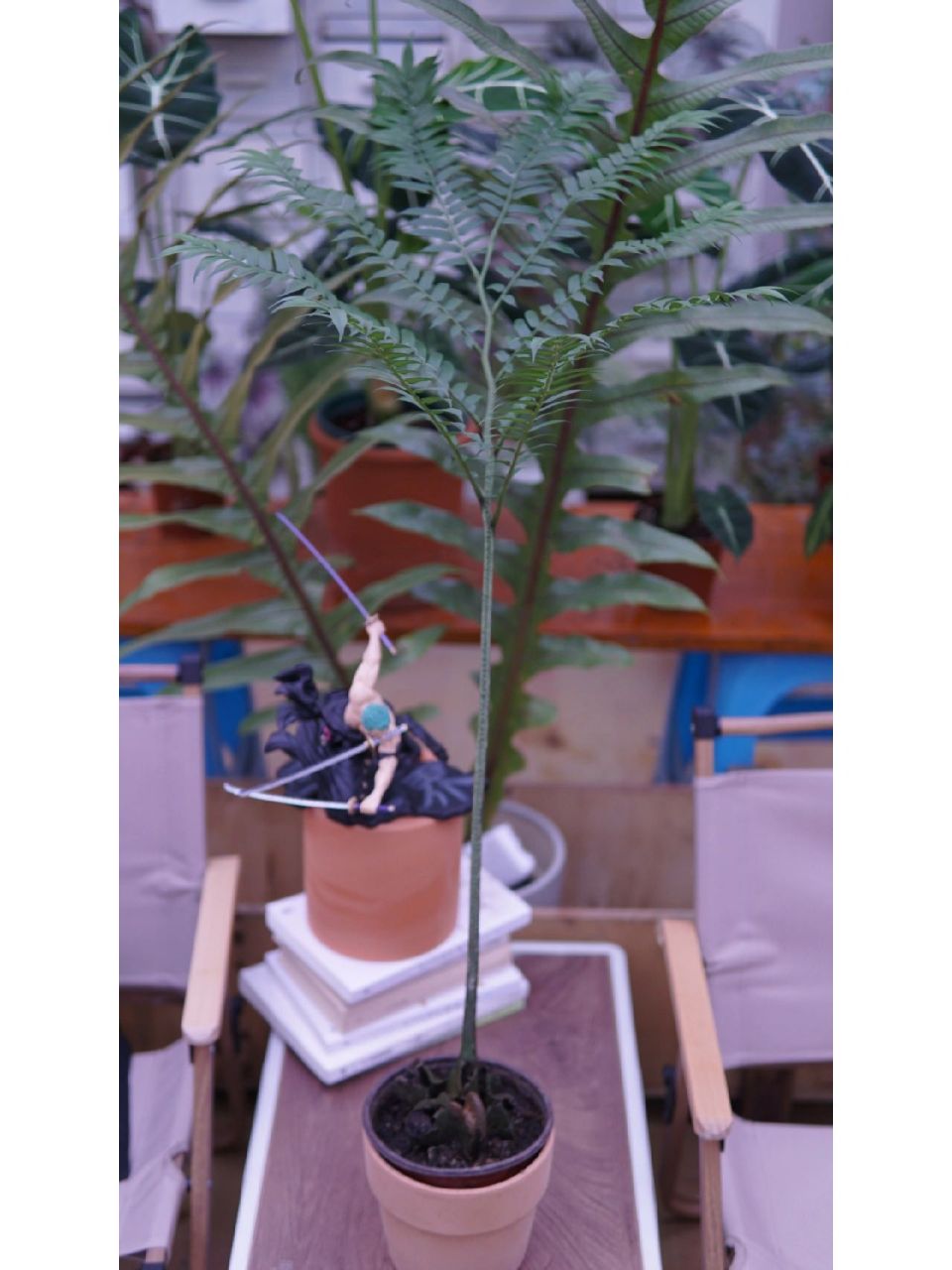 植物志——观音莲蕨 中文名观音莲座蕨  拉丁学名angiopteris foki