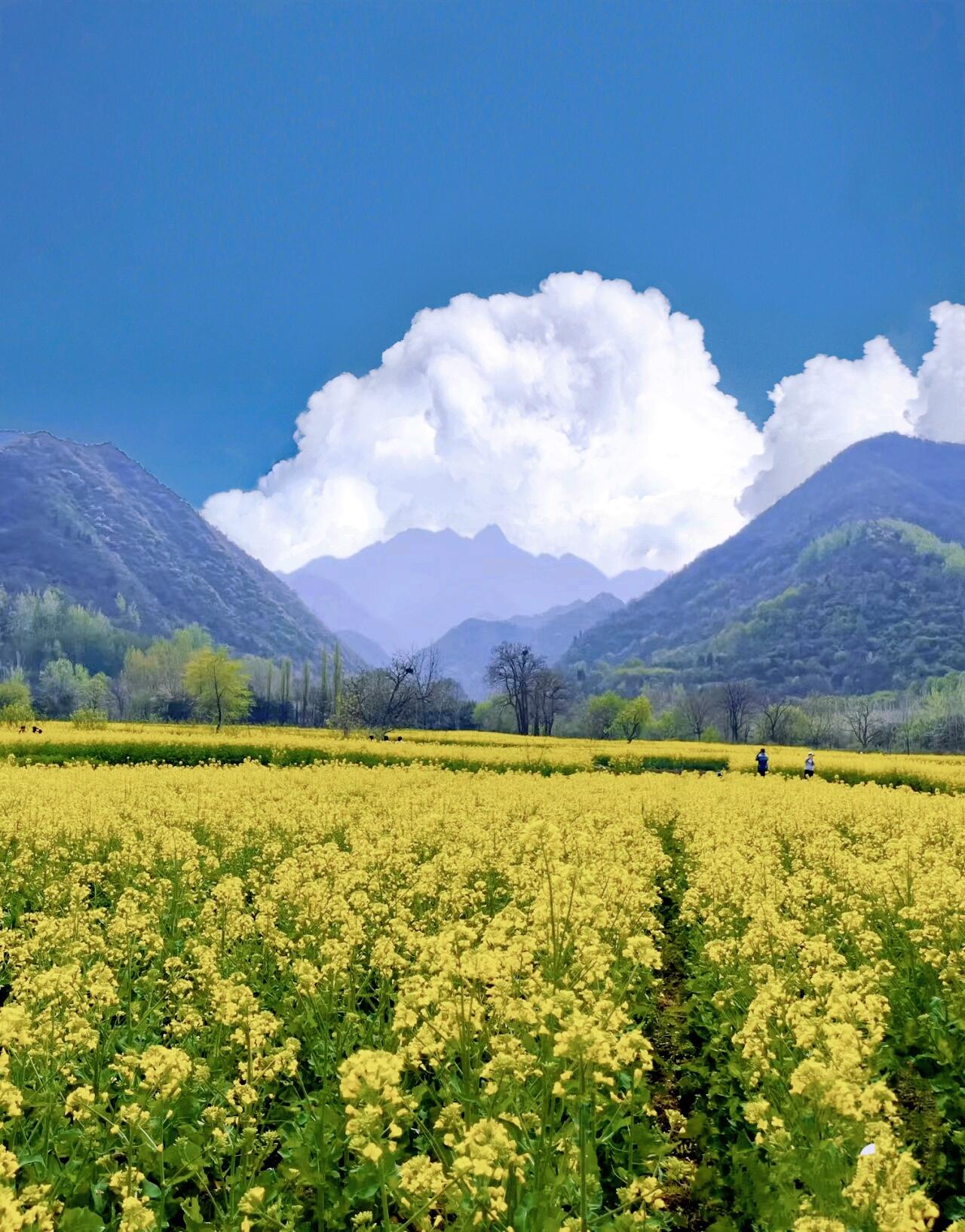 中国四大油菜花观景地图片